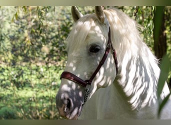 PRE, Hengst, 9 Jaar, 167 cm, Schimmel