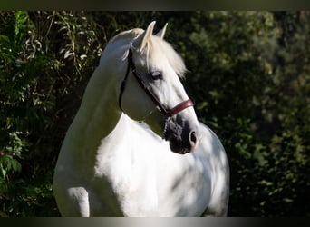 PRE, Hengst, 9 Jaar, 167 cm, Schimmel