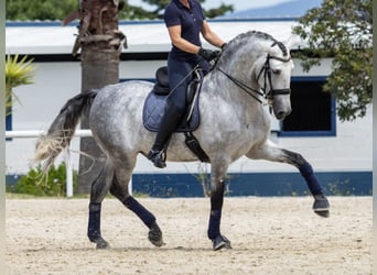 PRE Mix, Hengst, 9 Jaar, 168 cm, Schimmel