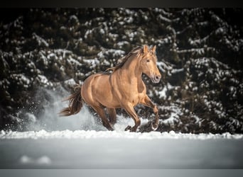 PRE, Hengst, 9 Jaar, 171 cm, Pearl