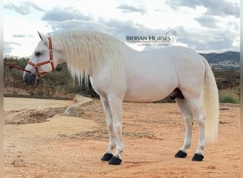 PRE Mix, Hengst, 9 Jaar, 171 cm, Schimmel PRE Mix, Hengst, 9 Jaar, 171 cm, Schimmel