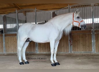 PRE Mix, Hengst, 9 Jaar, 171 cm, Schimmel PRE Mix, Hengst, 9 Jaar, 171 cm, Schimmel