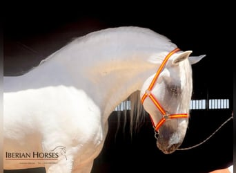 PRE Mix, Hengst, 9 Jaar, 171 cm, Schimmel PRE Mix, Hengst, 9 Jaar, 171 cm, Schimmel