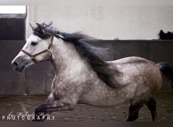 PRE, Hengst, 9 Jahre, 159 cm, Apfelschimmel