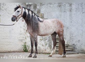 PRE, Hengst, 9 Jahre, 159 cm, Apfelschimmel