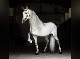 PRE Mix, Hengst, 9 Jahre, 161 cm, White