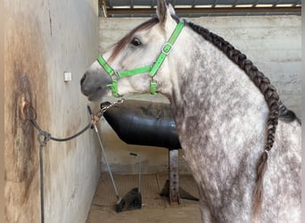 PRE, Hengst, 9 Jahre, 162 cm, Schimmel