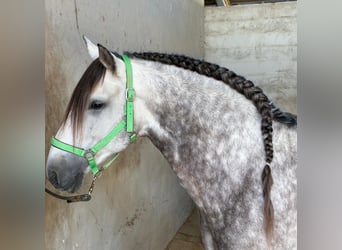 PRE, Hengst, 9 Jahre, 162 cm, Schimmel