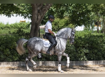 PRE Mix, Hengst, 9 Jahre, 163 cm, Apfelschimmel