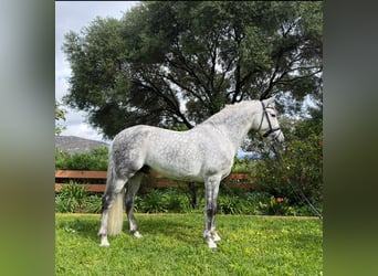 PRE Mix, Hengst, 9 Jahre, 163 cm, Apfelschimmel