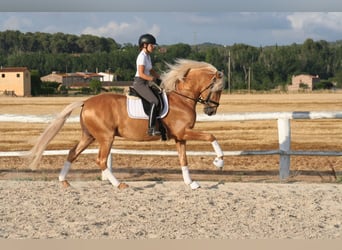 PRE, Hengst, 9 Jahre, 163 cm, Palomino