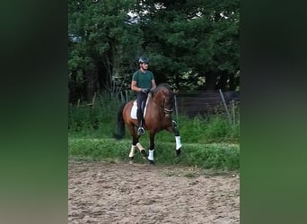 PRE Mix, Hengst, 9 Jahre, 163 cm, Rotbrauner