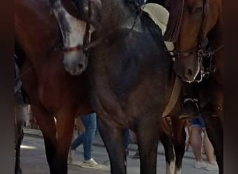 PRE Mix, Hengst, 9 Jahre, 163 cm, Schimmel