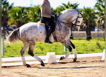 PRE Mix, Hengst, 9 Jahre, 163 cm, Schimmel