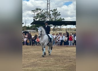 PRE Mix, Hengst, 9 Jahre, 164 cm, Apfelschimmel