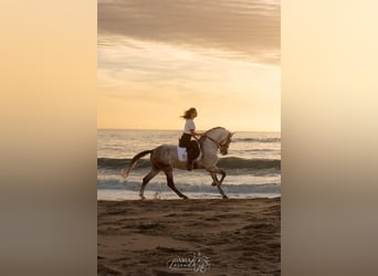 PRE Mix, Hengst, 9 Jahre, 164 cm