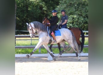 PRE Mix, Hengst, 9 Jahre, 165 cm, Apfelschimmel