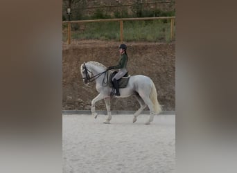 PRE, Hengst, 9 Jahre, 165 cm, Schimmel