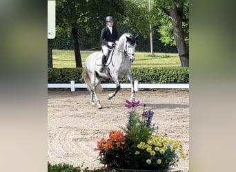 PRE, Hengst, 9 Jahre, 165 cm, Schimmel