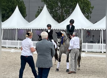 PRE, Hengst, 9 Jahre, 165 cm, Schimmel