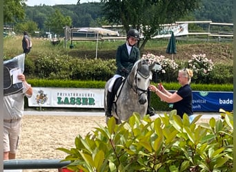 PRE, Hengst, 9 Jahre, 165 cm, Schimmel