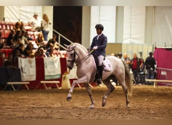 PRE Mix, Hengst, 9 Jahre, 165 cm, Schimmel