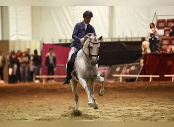 PRE Mix, Hengst, 9 Jahre, 165 cm, Schimmel