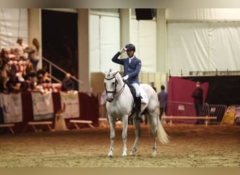 PRE Mix, Hengst, 9 Jahre, 165 cm, Schimmel