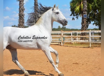 PRE, Hengst, 9 Jahre, 165 cm, Schimmel