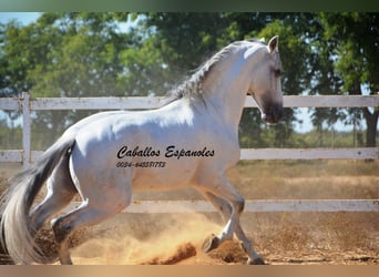 PRE, Hengst, 9 Jahre, 165 cm, Schimmel