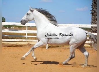 PRE, Hengst, 9 Jahre, 165 cm, Schimmel