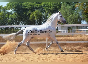 PRE, Hengst, 9 Jahre, 165 cm, Schimmel