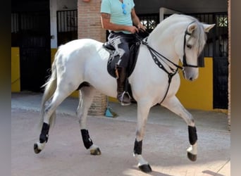 PRE Mix, Hengst, 9 Jahre, 167 cm, Apfelschimmel