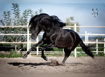 PRE Mix, Hengst, 9 Jahre, 168 cm, Rappe