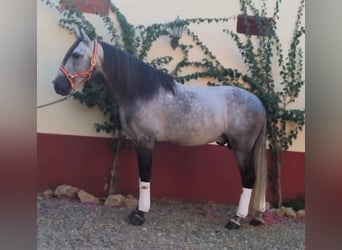 PRE Mix, Hengst, 9 Jahre, 168 cm, Schimmel