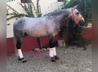 PRE Mix, Hengst, 9 Jahre, 168 cm, Schimmel