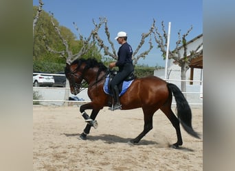 PRE, Hengst, 9 Jahre, 169 cm, Rotbrauner