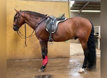 PRE Mix, Hengst, 9 Jahre, 170 cm, Rotbrauner