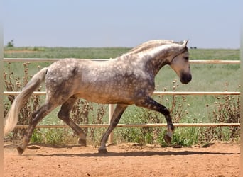 PRE Mix, Hengst, 9 Jahre, 170 cm, Schimmel