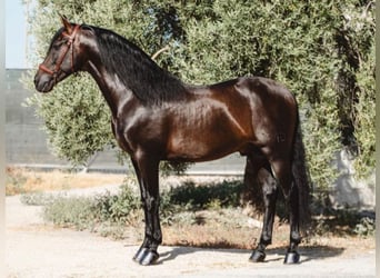 PRE Mix, Hengst, 9 Jahre, 173 cm, Brauner