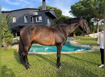 PRE, Hengst, 9 Jahre, Dunkelbrauner