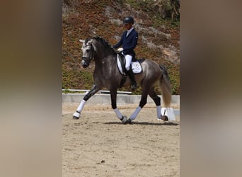 PRE, Hengst, 6 Jahre, 169 cm, Apfelschimmel