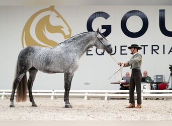 PRE, Hengst, 7 Jahre, 180 cm, Blauschimmel