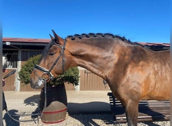 PRE, Hengst, 11 Jahre, 172 cm, Brauner