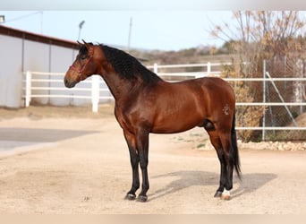 PRE, Hengst, 11 Jahre, 172 cm, Brauner