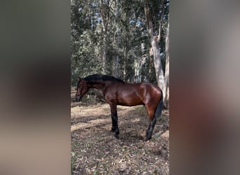 PRE, Hengst, 2 Jahre, 160 cm, Brauner