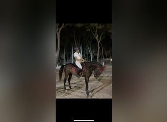 PRE, Hengst, 17 Jaar, 156 cm, Bruin