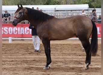 PRE, Hengst, 4 Jahre, 172 cm, Buckskin