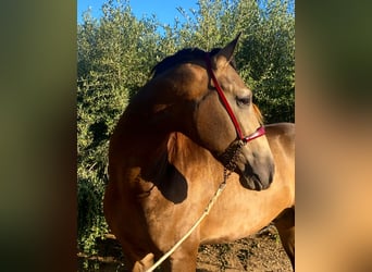 PRE, Hengst, 4 Jahre, 172 cm, Buckskin