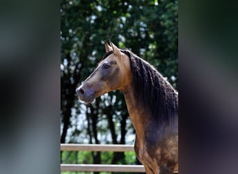 PRE, Hengst, 13 Jaar, 167 cm, Buckskin